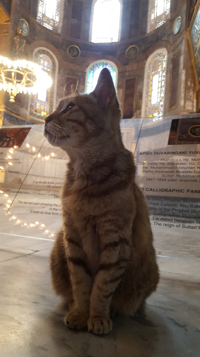 Some feline company in Hagia Sophia