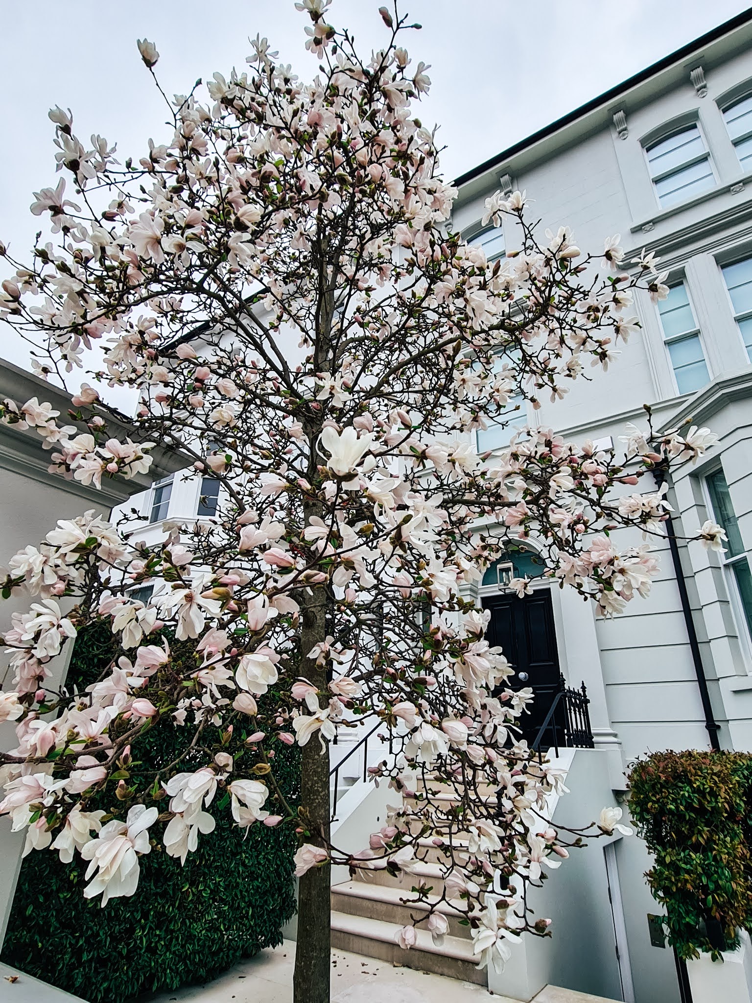 Instagrammable London blossom
